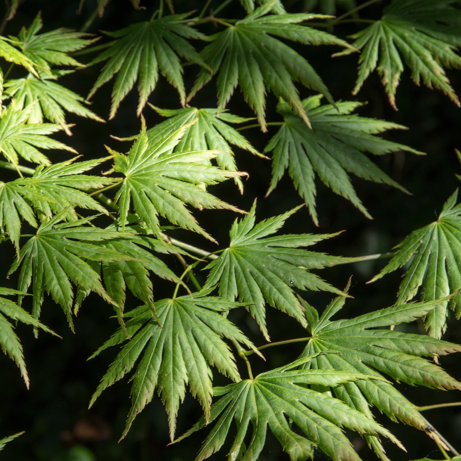 Acer shirasawanum 'Palmatifolium' ~ Palmatifolium Full Moon Maple-ServeScape