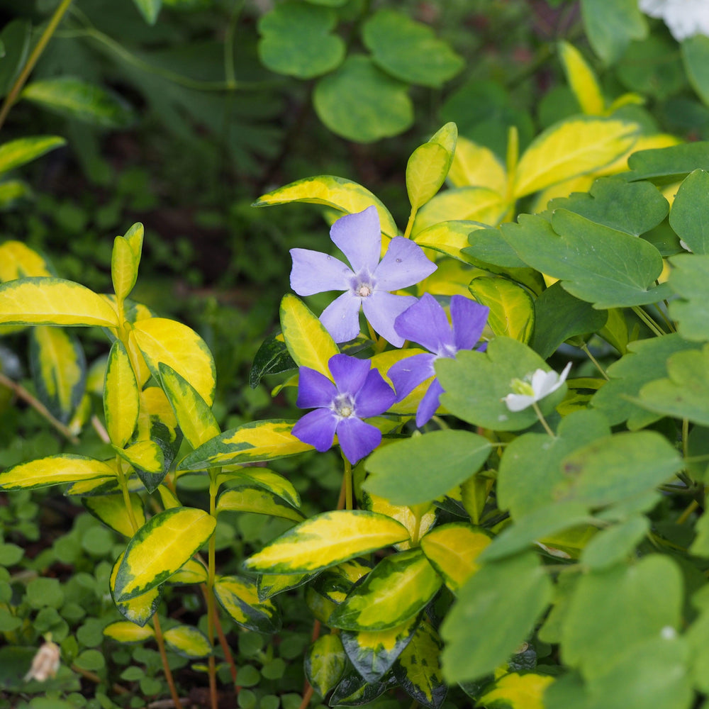 Vinca minor 'Illumination' ~ Illumination Periwinkle-ServeScape