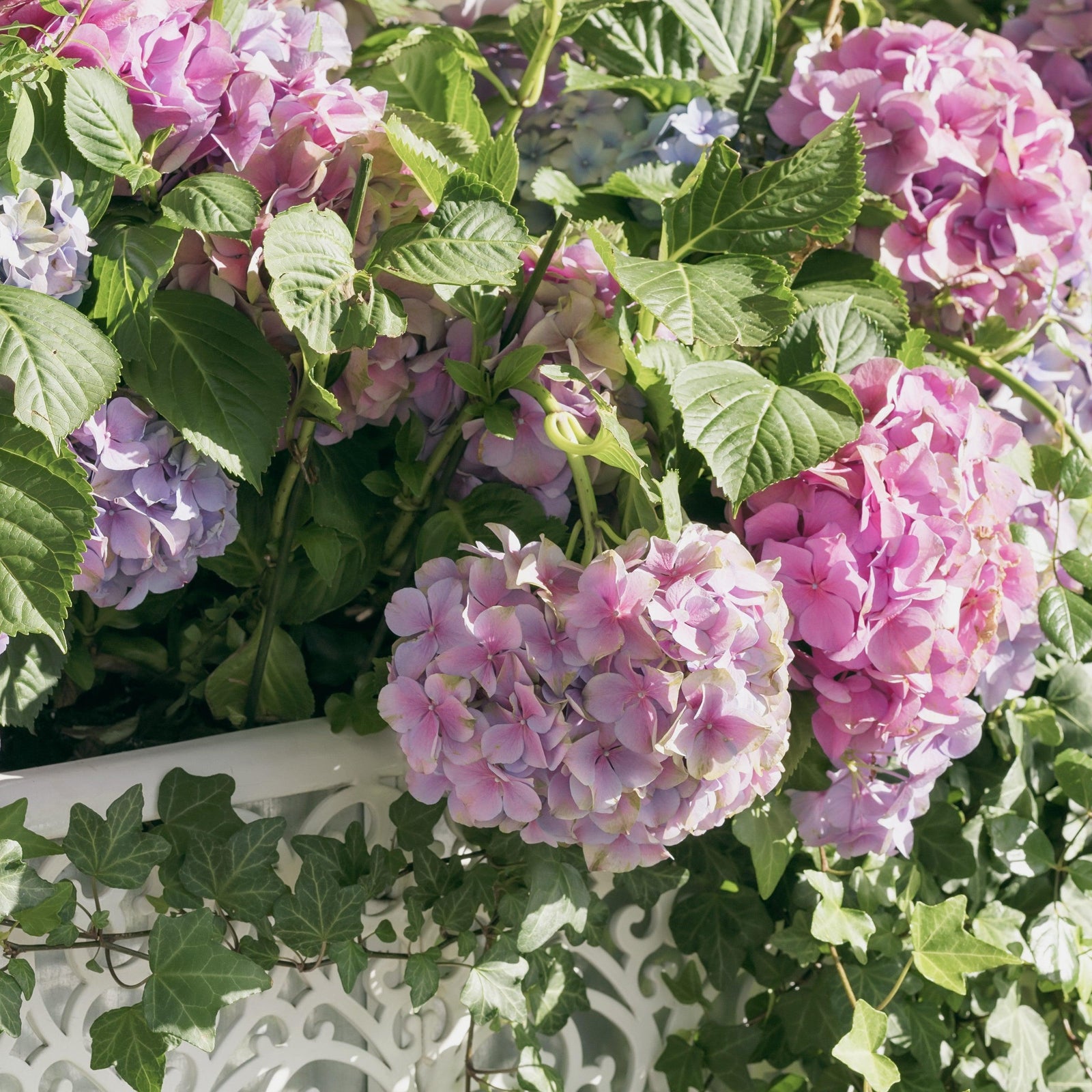 Hydrangea macrophylla 'Freedom' ~ Double Delights™ Freedom Hydrangea-ServeScape