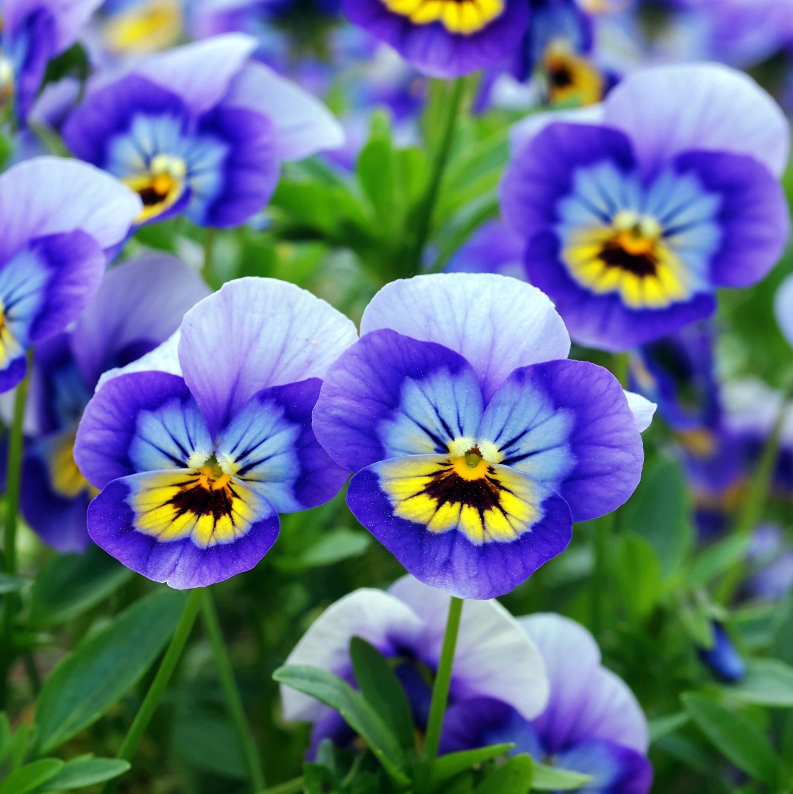 Viola cornuta 'Admire Jolly Face' ~ Admire® Jolly Face Viola-ServeScape