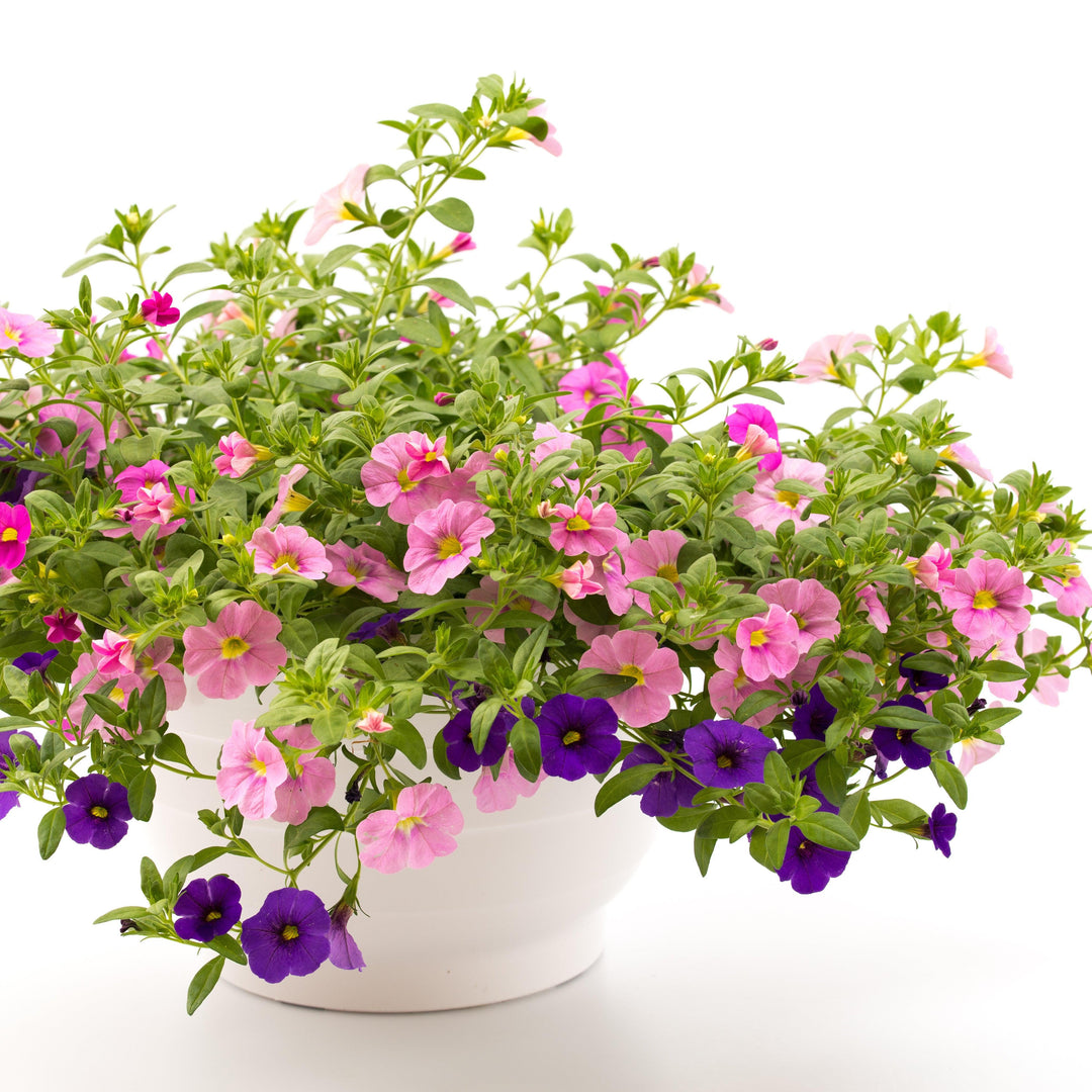 Calibrachoa 'Aloha Kona Soft Pink' ~ Aloha Kona Soft Pink Calibrachoa, Million Bells-ServeScape