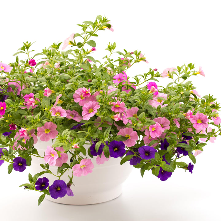 Calibrachoa 'Aloha Kona Soft Pink' ~ Aloha Kona Soft Pink Calibrachoa, Million Bells-ServeScape