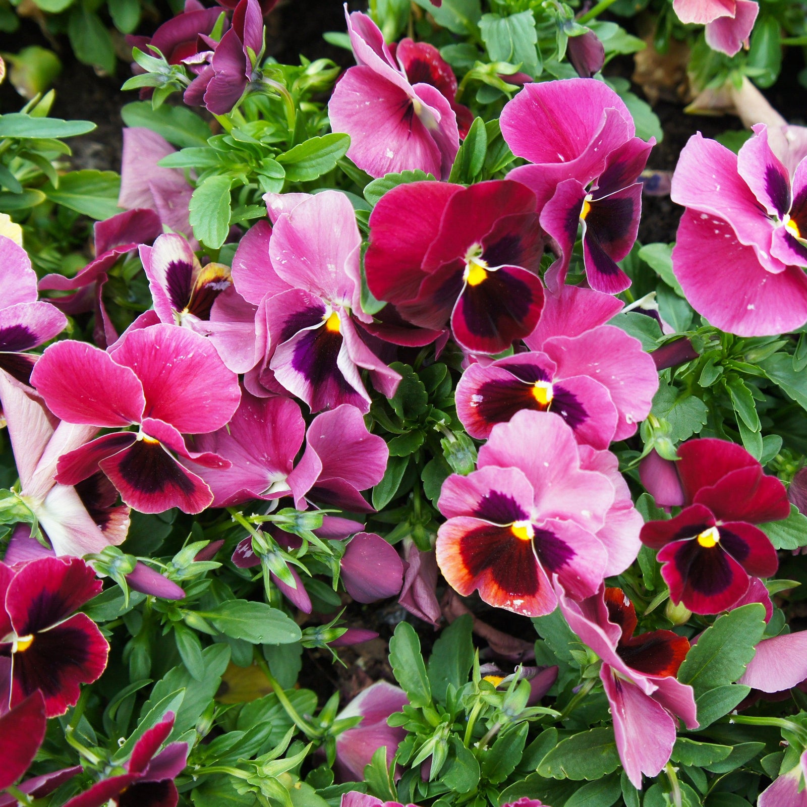 Viola x wittrockiana 'Inspire Plus Pink Shades' ~ Inspire® Plus Pink Shades Pansy-ServeScape