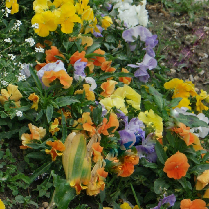 Viola x wittrockiana 'Premier Carolina Mix' ~ Premier Carolina Mix Pansy-ServeScape