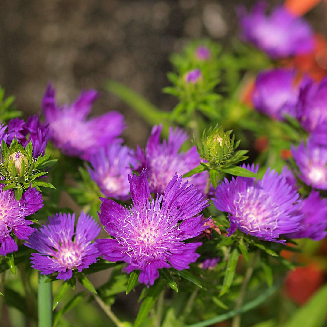 Stokesia laevis 'Honeysong Purple' ~ Honeysong Purple Stoke's Aster-ServeScape