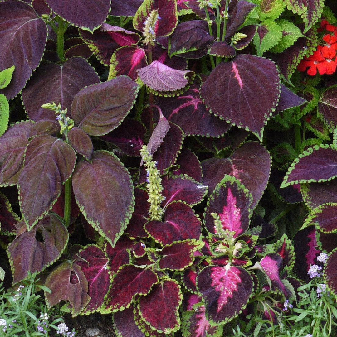 Solenostemon scutellarioides 'Trailing Rose’ ~ Stained Glassworks™ Trailing Rose Coleus-ServeScape