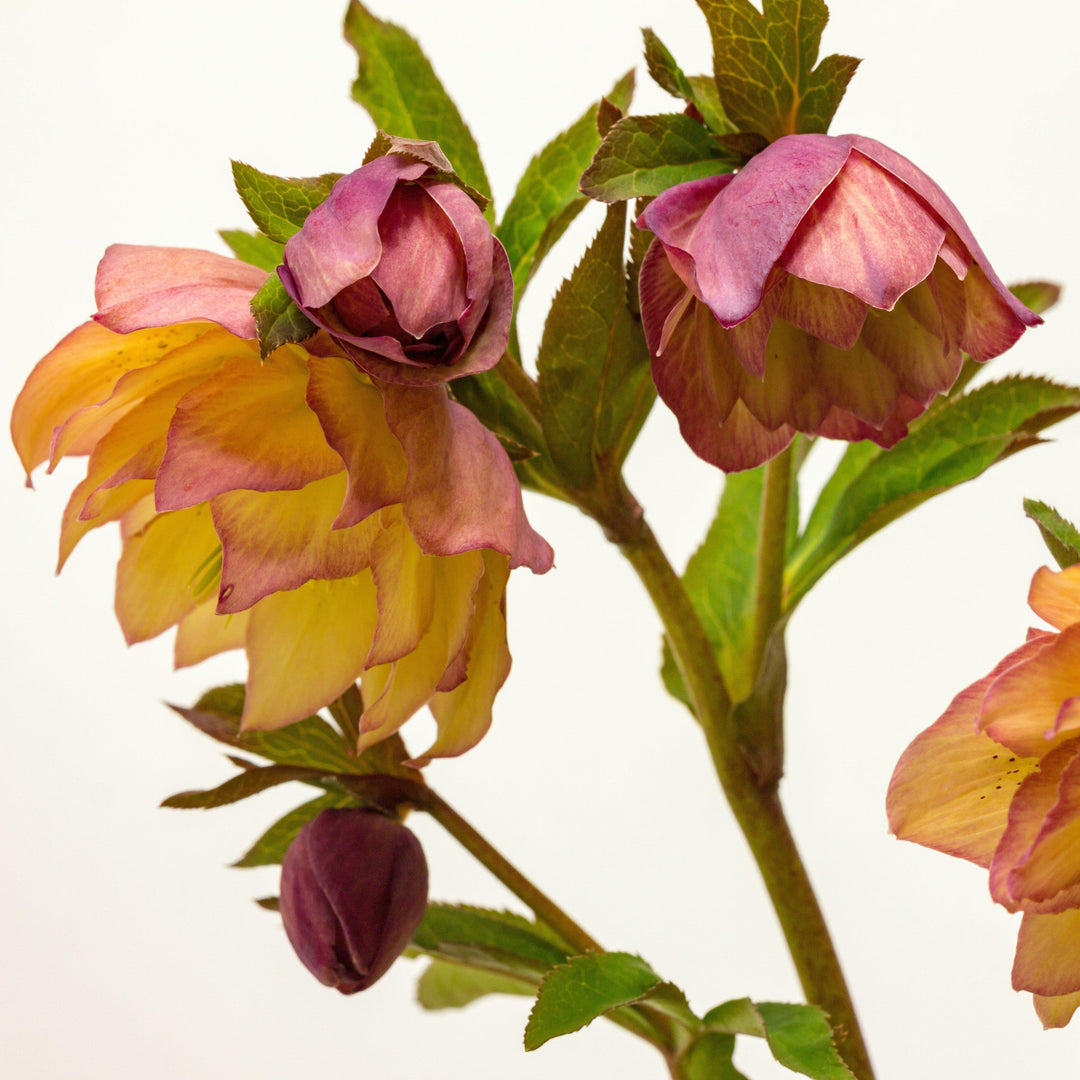 Helleborus x hybridus 'Amber Gem' ~ Winter Jewels™ Amber Gem Lenten Rose-ServeScape