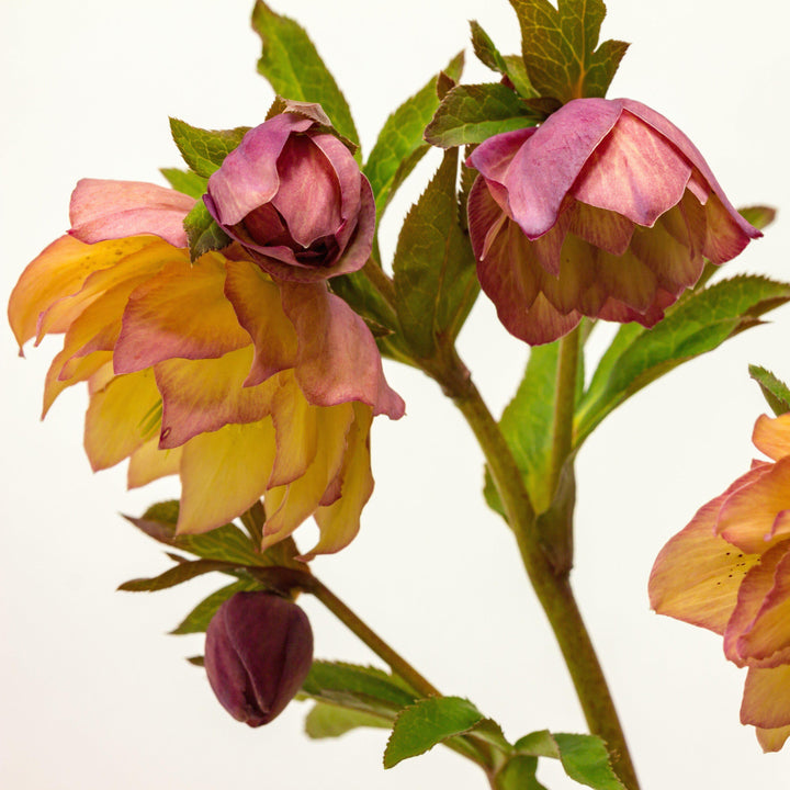 Helleborus x hybridus 'Amber Gem' ~ Winter Jewels™ Amber Gem Lenten Rose-ServeScape