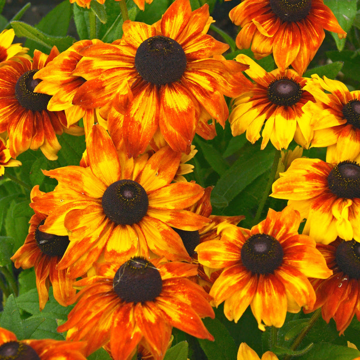 x echibeckia 'Summerina Yellow' ~ Summerina®Yellow Echibeckia-ServeScape