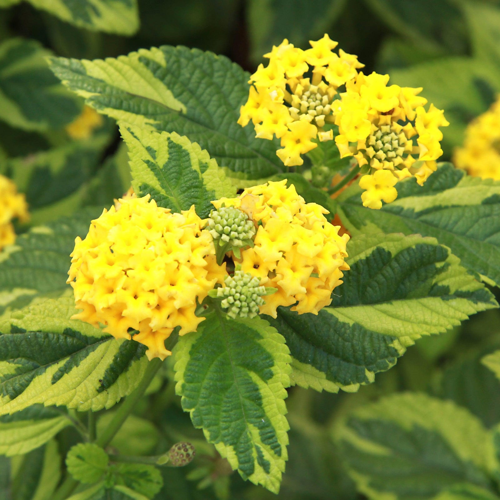 Lantana camara 'Samantha' ~ Samantha Lantana-ServeScape
