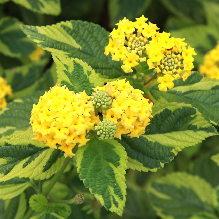 Lantana camara 'Samantha' ~ Samantha Lantana-ServeScape
