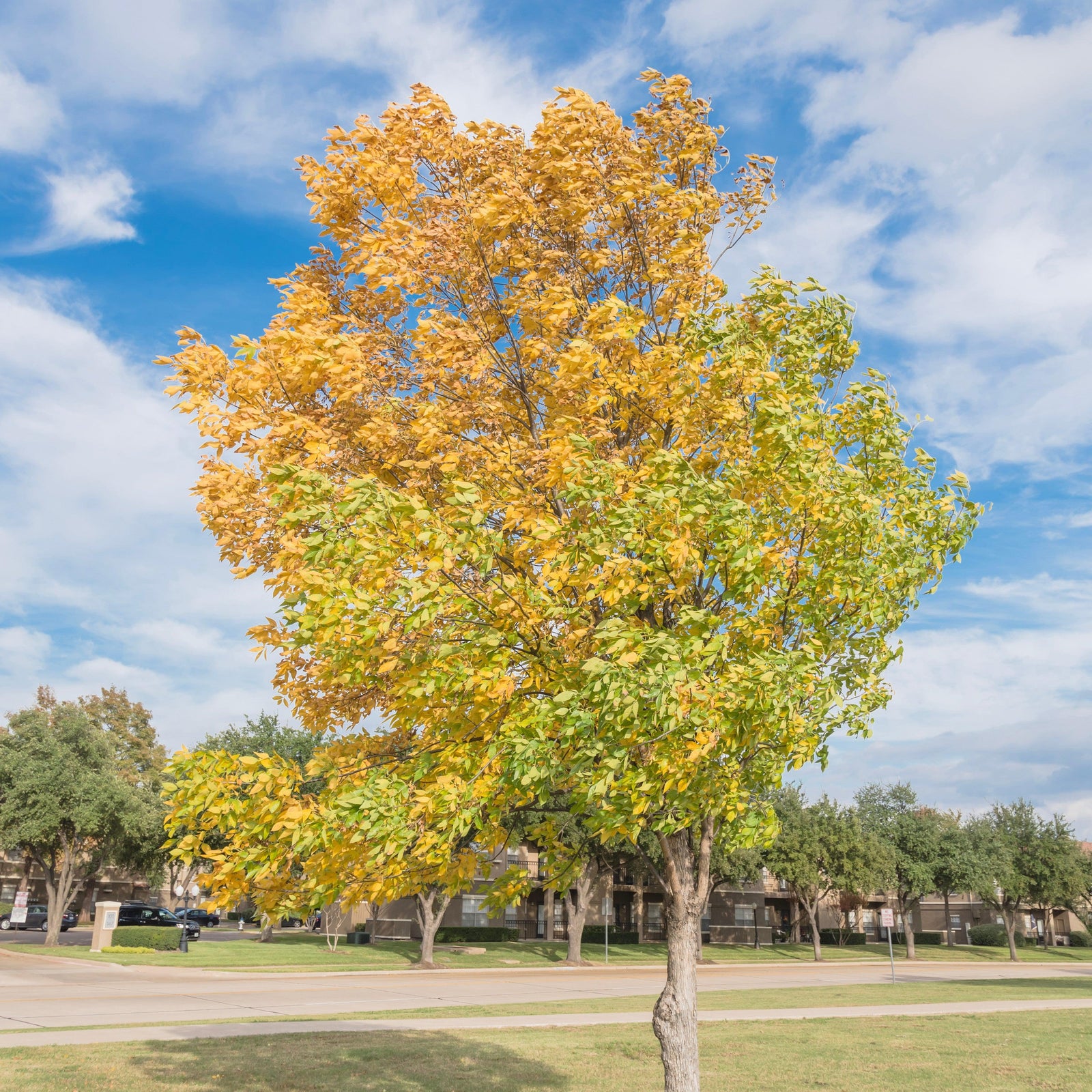 Ulmus crassifolia ~ Cedar Elm-ServeScape