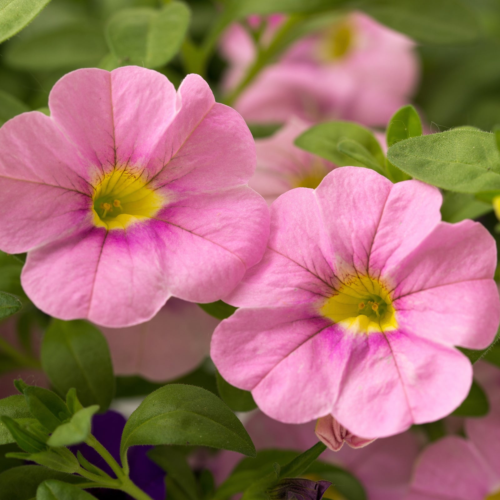 Calibrachoa 'Aloha Kona Soft Pink' ~ Aloha Kona Soft Pink Calibrachoa, Million Bells-ServeScape