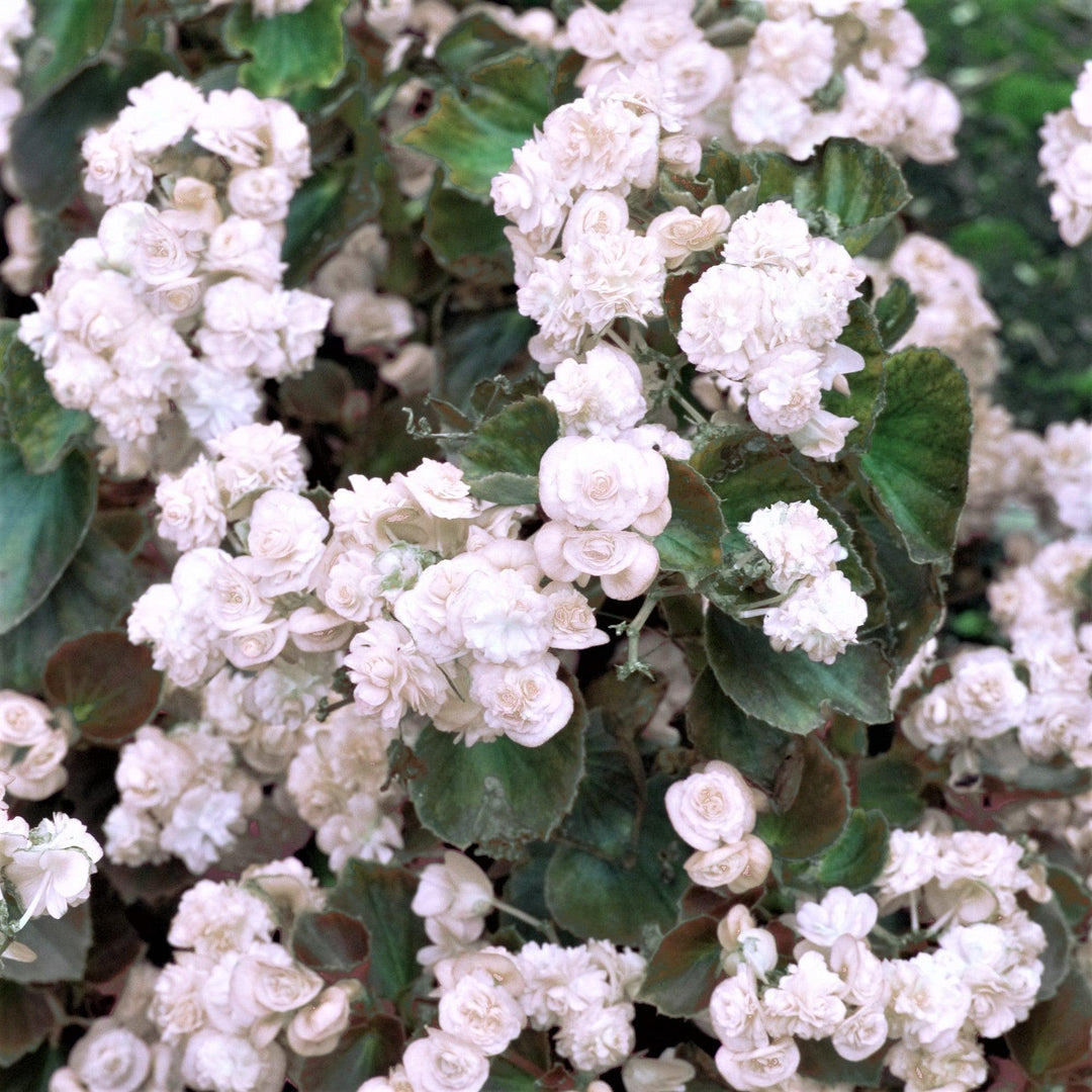 Begonia semperflorens 'Doublet White' ~ Doublet® White Begonia-ServeScape