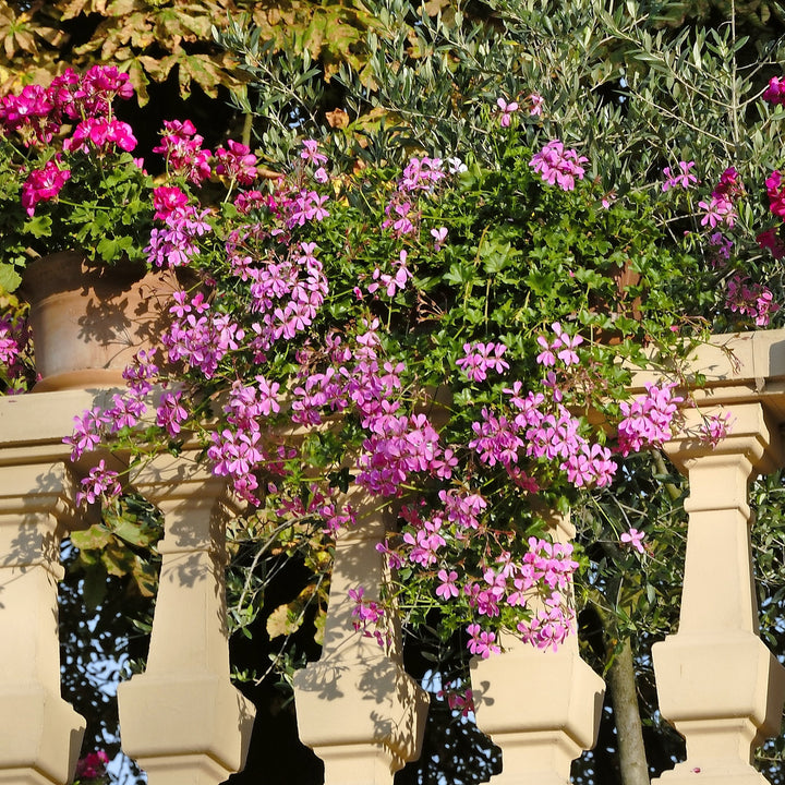 Pelargonium peltatum 'Blizzard Blue' ~ Blizzard® Blue Ivy Geranium-ServeScape