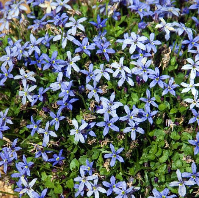 Pratia pedunculata 'County Park' ~ Country Park Pratia-ServeScape