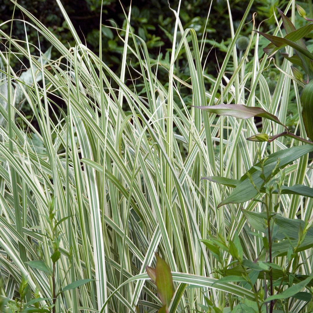 Miscanthus sinensis 'Rigoletto' ~ Rigoletto Maiden Grass-ServeScape