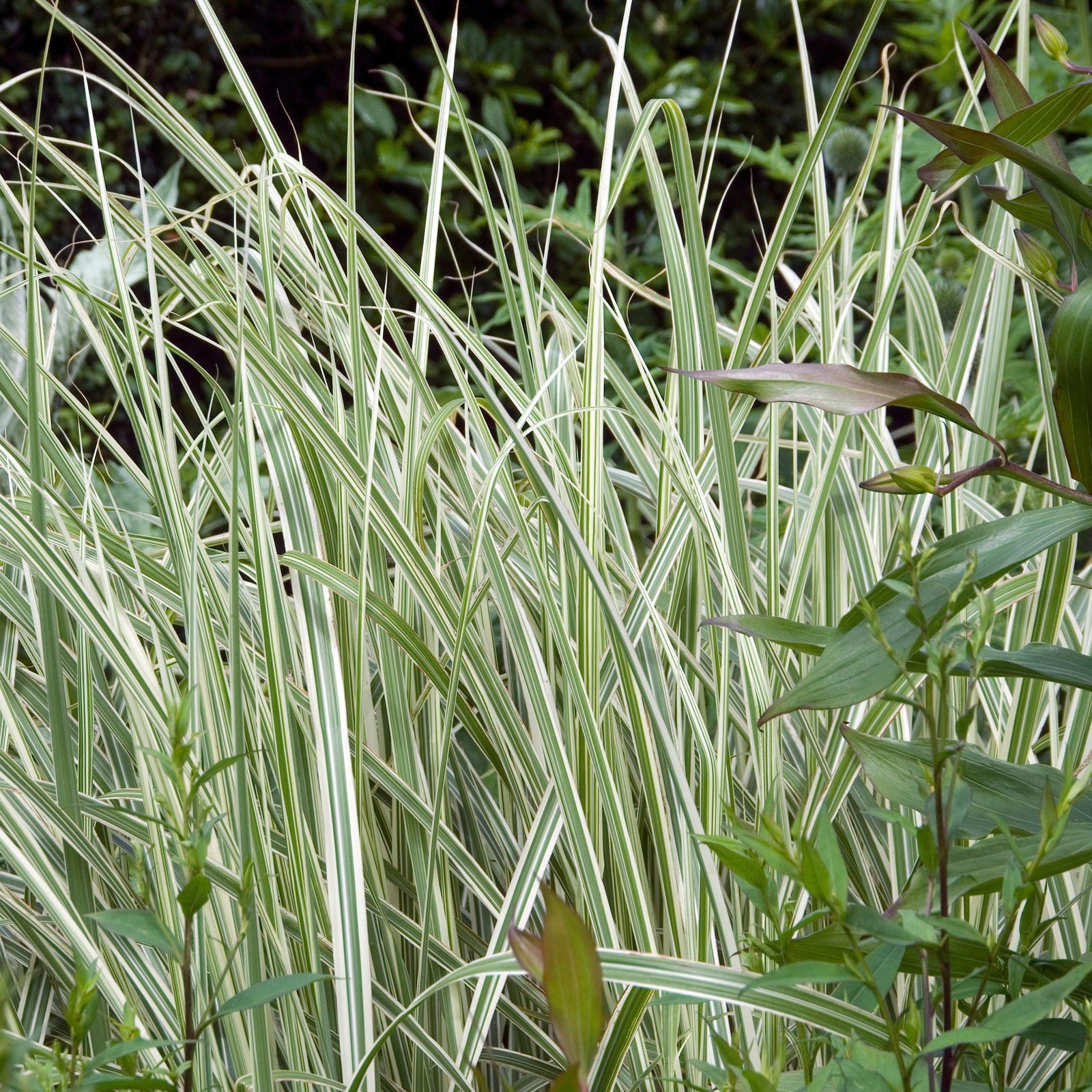 Miscanthus sinensis 'Rigoletto' ~ Rigoletto Maiden Grass-ServeScape