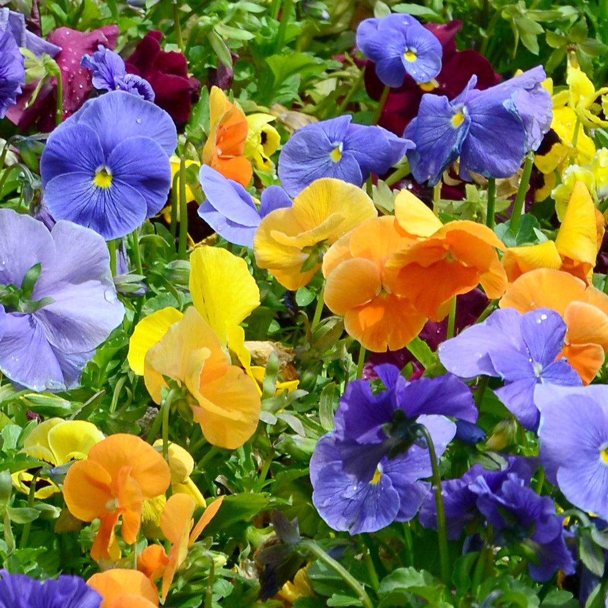 Viola x wittrockiana 'Premier Carolina Mix' ~ Premier Carolina Mix Pansy-ServeScape