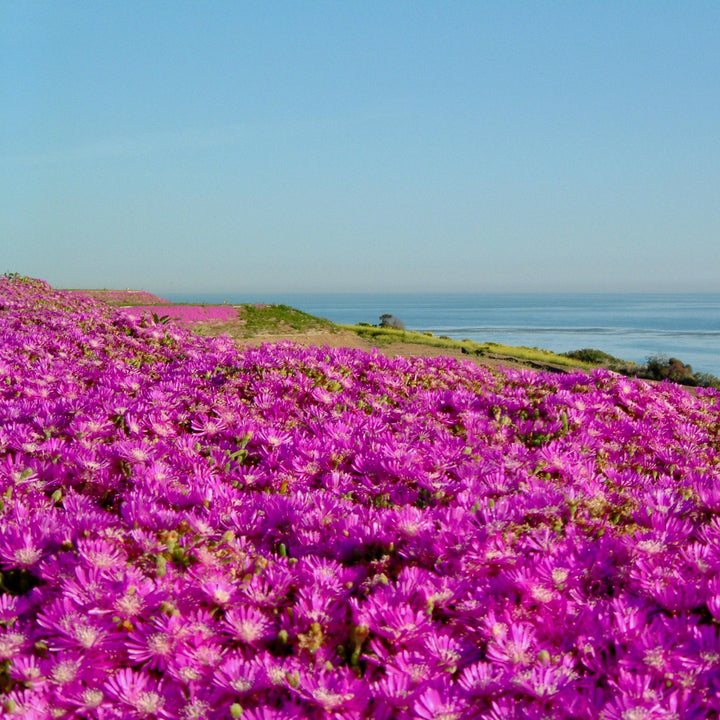 Delosperma hybrida 'T18-5' ~ Ocean Sunset™ Violet Ice Plant-ServeScape