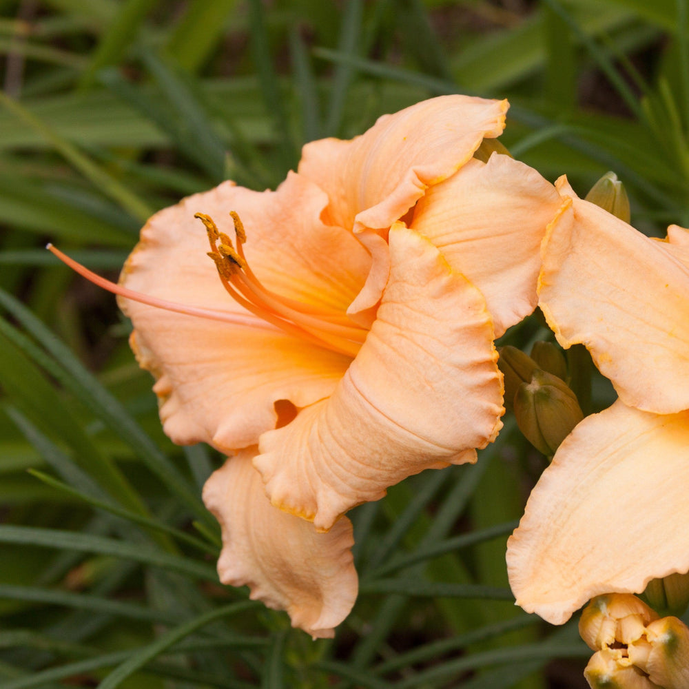 Hemerocallis 'Peach Surprise' ~ Peach Surprise Daylily-ServeScape