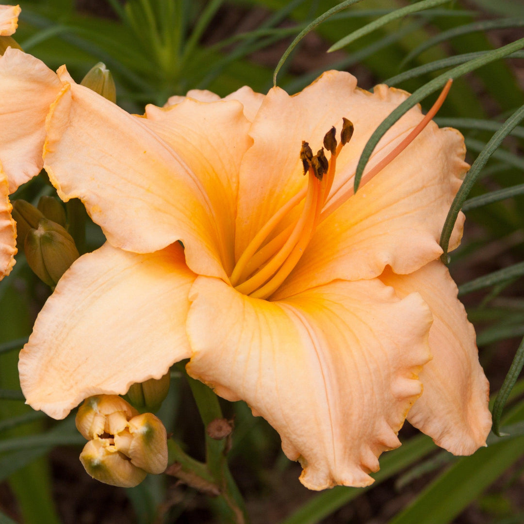 Hemerocallis 'Peach Surprise' ~ Peach Surprise Daylily-ServeScape