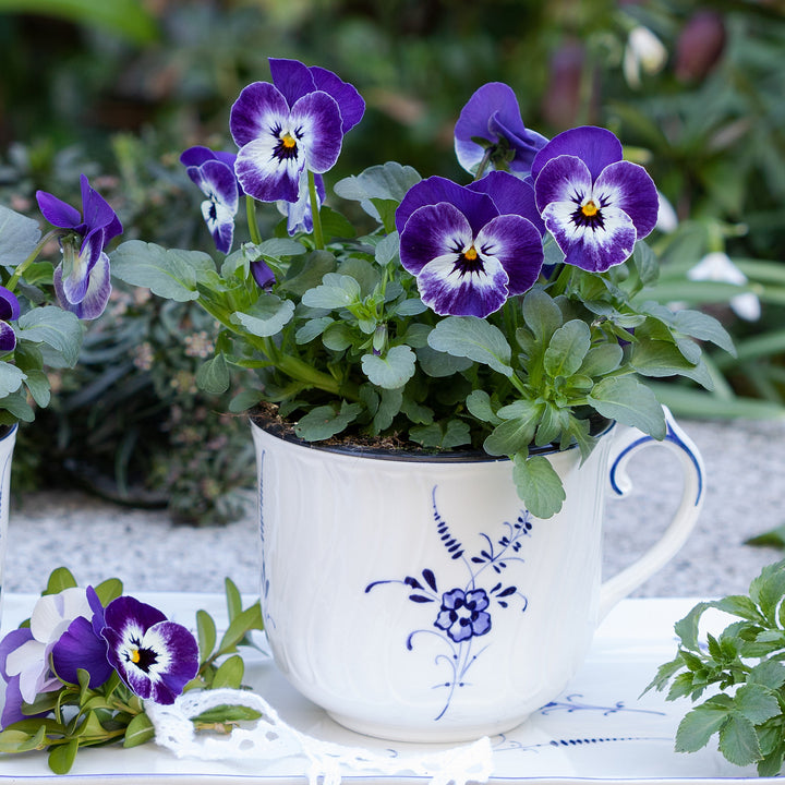 Viola cornuta 'Admire Denim' ~ Admire® Denim Viola-ServeScape