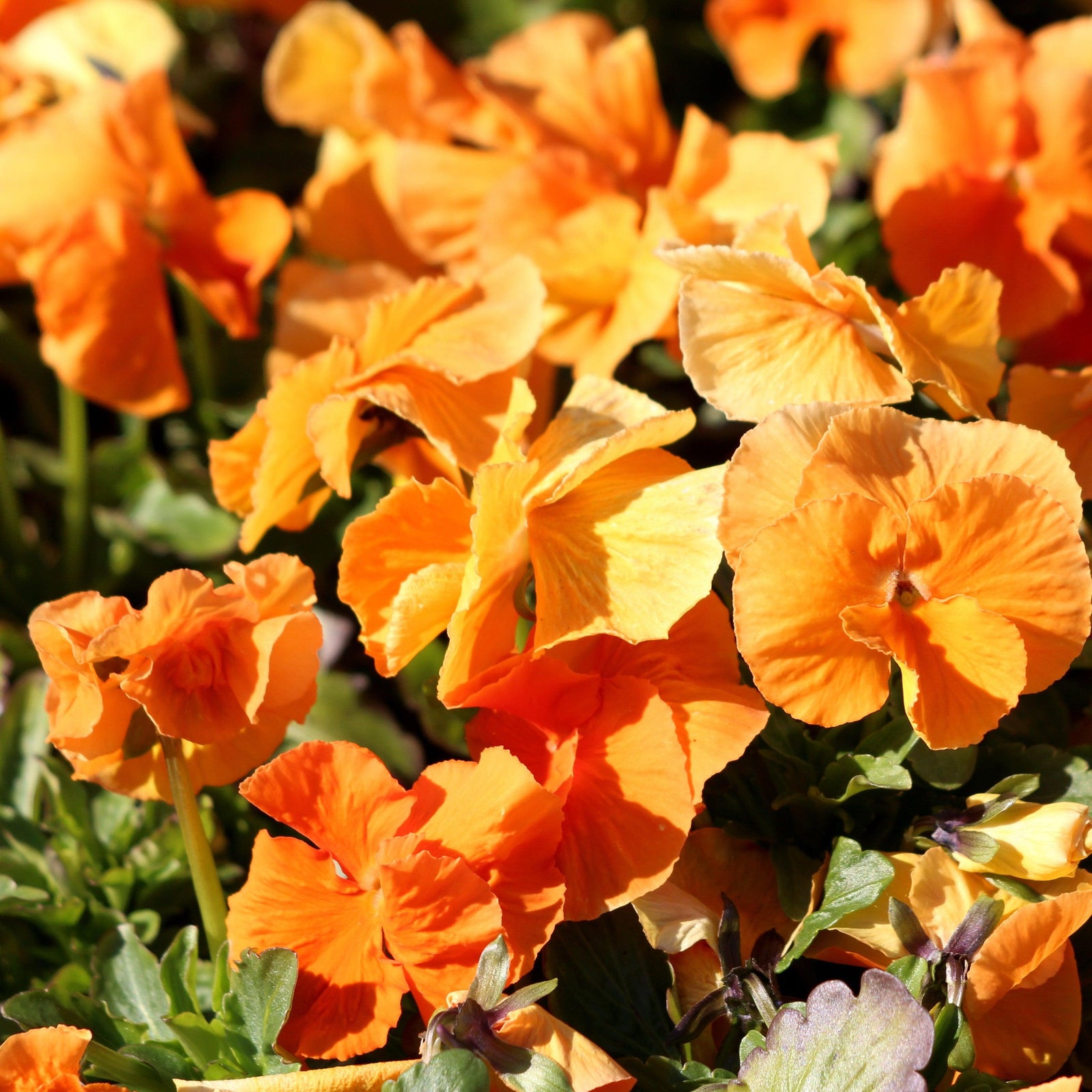 Viola cornuta 'Penny Orange' ~ Penny™ Orange Viola-ServeScape