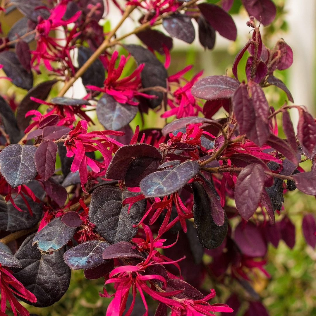 Loropetalum chinense 'Shang-Red' ~ Red Diamond® Fringe Flower-ServeScape