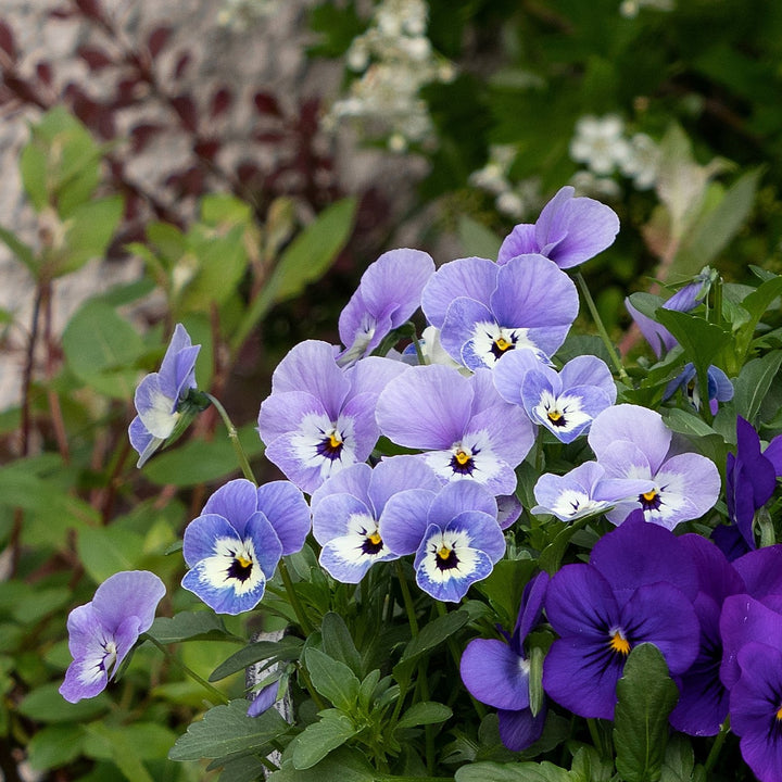 Viola cornuta 'Admire Marina' ~ Admire® Marina Viola-ServeScape