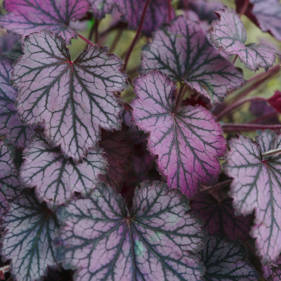Heuchera 'Grape Timeless' ~ Grape Timeless Coral Bells-ServeScape