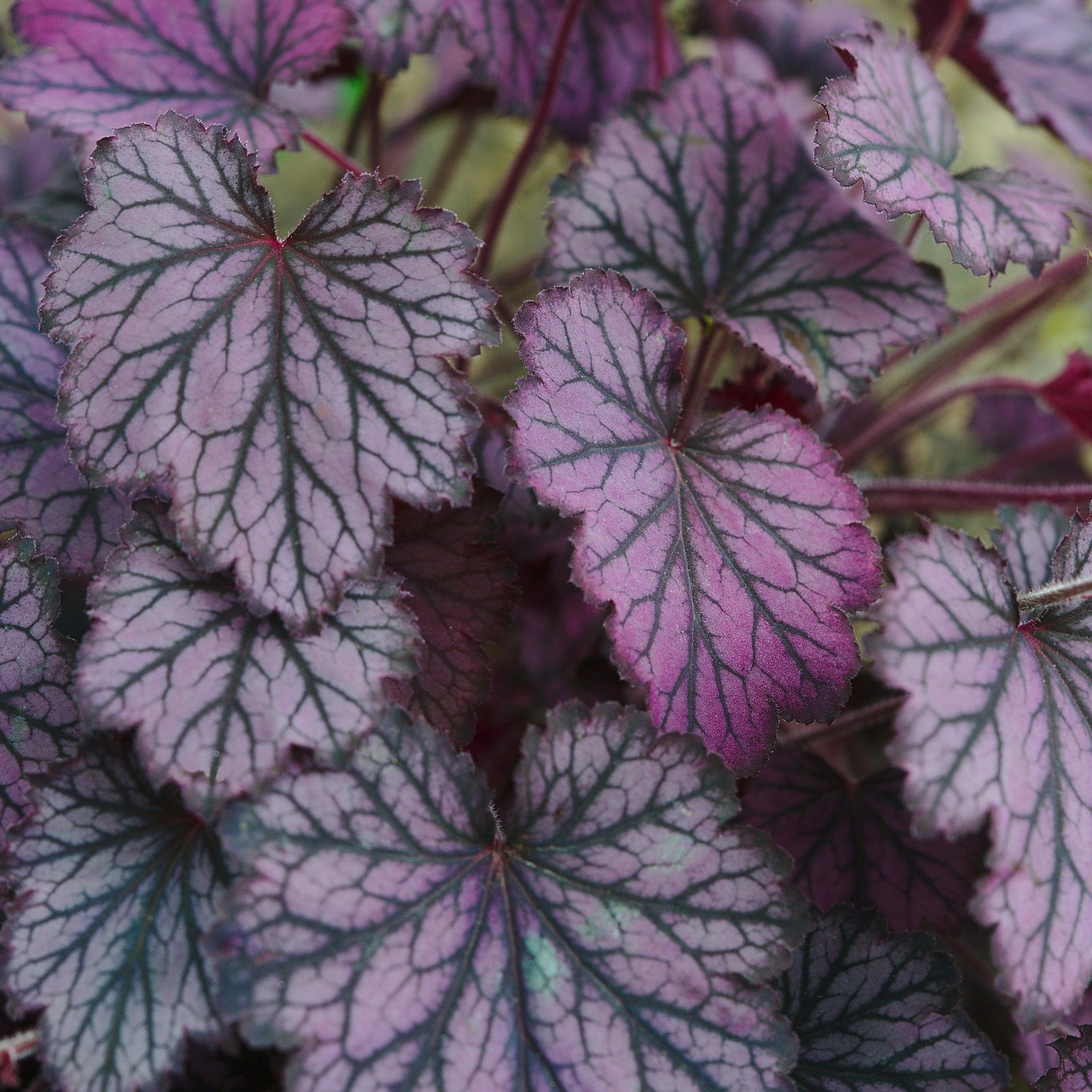 Heuchera 'Grape Timeless' ~ Grape Timeless Coral Bells-ServeScape