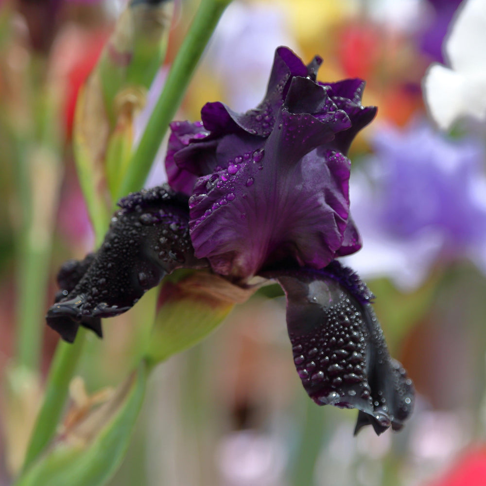 Iris germanica 'Sharp Dressed Man' ~ Sharp Dressed Man Bearded Iris-ServeScape