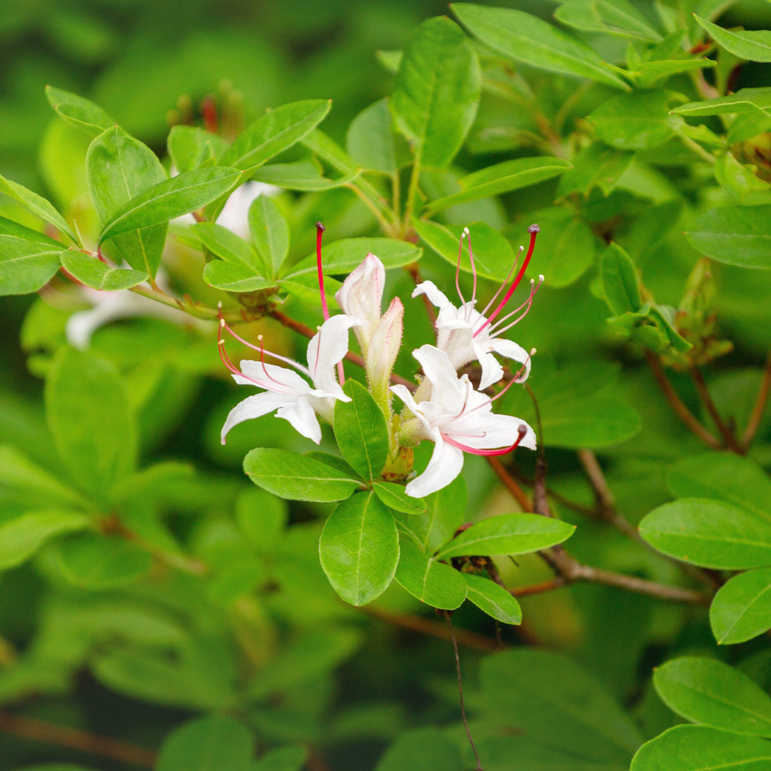 Rhododendron viscosum 'Summer Eyelet' ~ Summer Eyelet Swamp Azalea-ServeScape