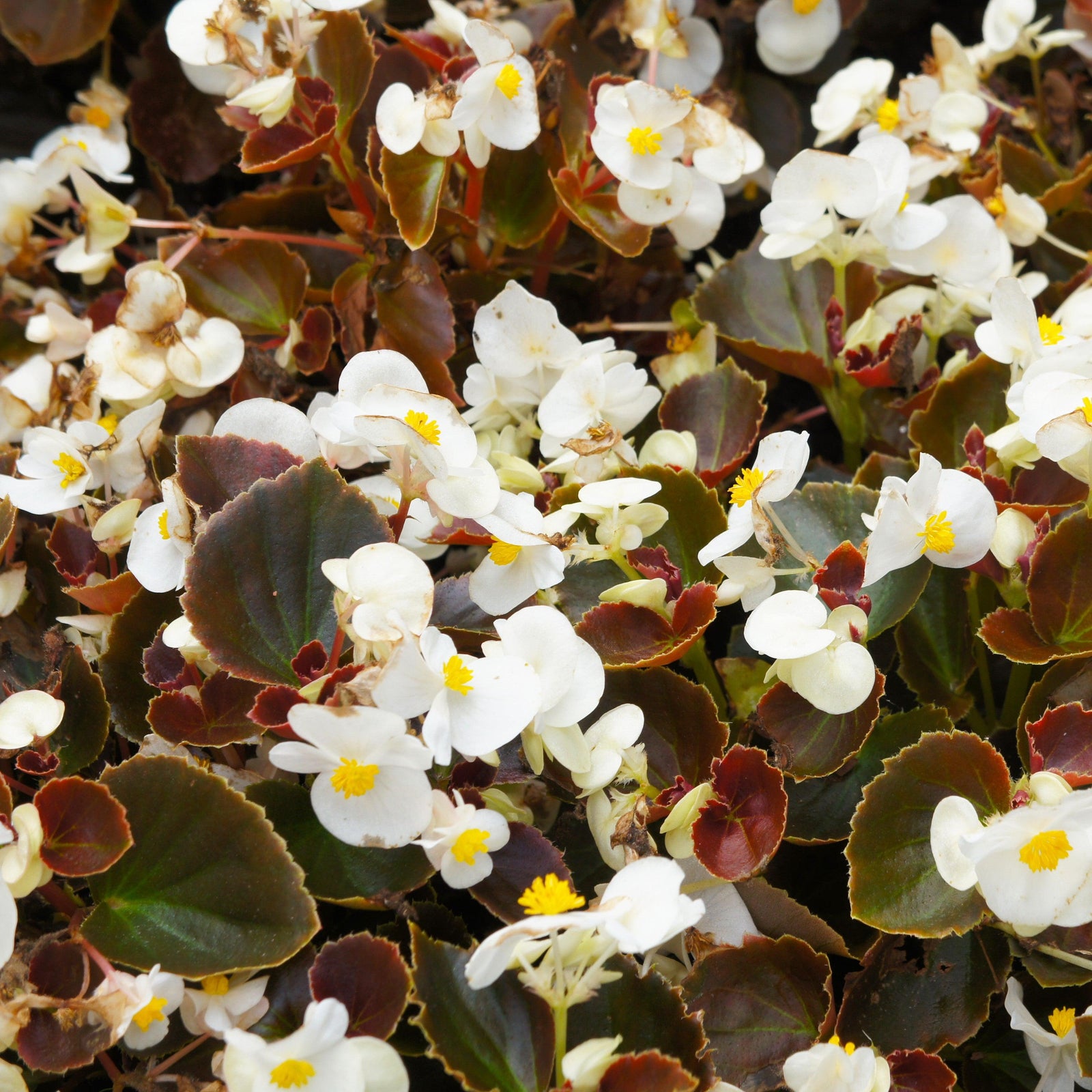 Begonia 'Bronze Leaf White' ~ Bronze Leaf White Begonia-ServeScape