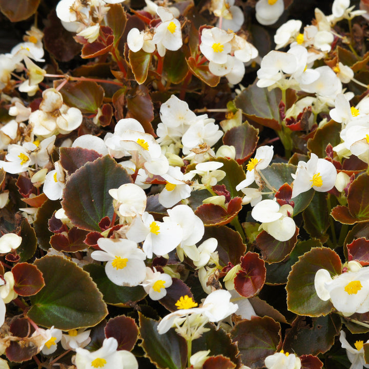 Begonia 'Bronze Leaf White' ~ Bronze Leaf White Begonia-ServeScape