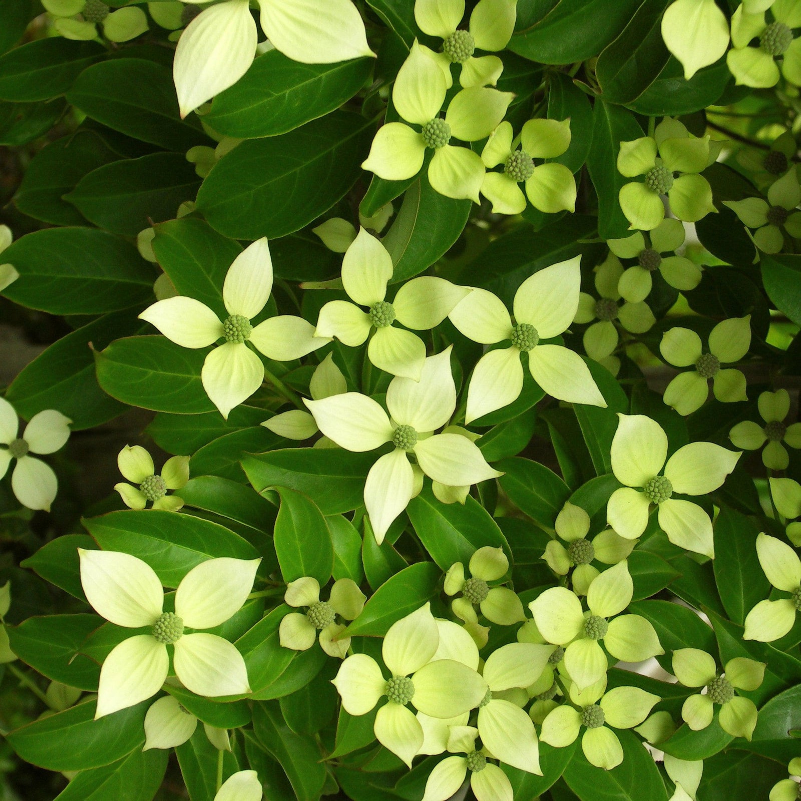 Cornus kousa x angustata 'Bernice' ~ Bernice Evergreen Dogwood-ServeScape