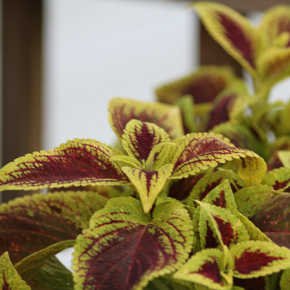 Solenostemon scutellarioides 'Pineapple Splash’ ~ Pineapple Splash Coleus-ServeScape