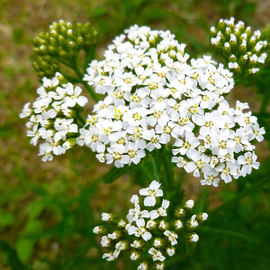 Achillea millefolium 'Balvinwite' PP25711 ~ New Vintage™ White Yarrow-ServeScape