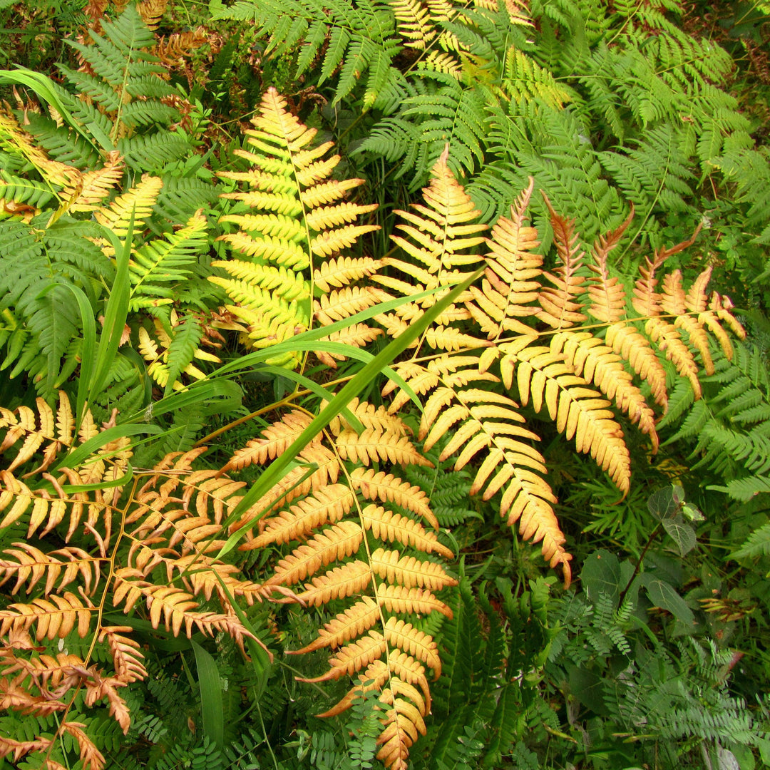 Dryopteris wallichiana 'Jurassic Gold' ~ Jurassic Gold Fern-ServeScape