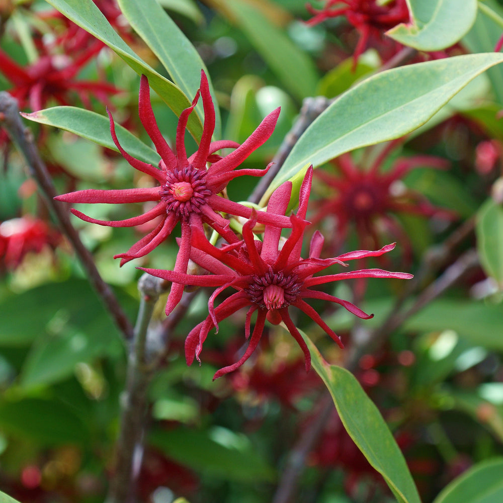 Illicium floridanum 'Swamp Hobbit' ~ Swamp Hobbit Florida Anise-ServeScape