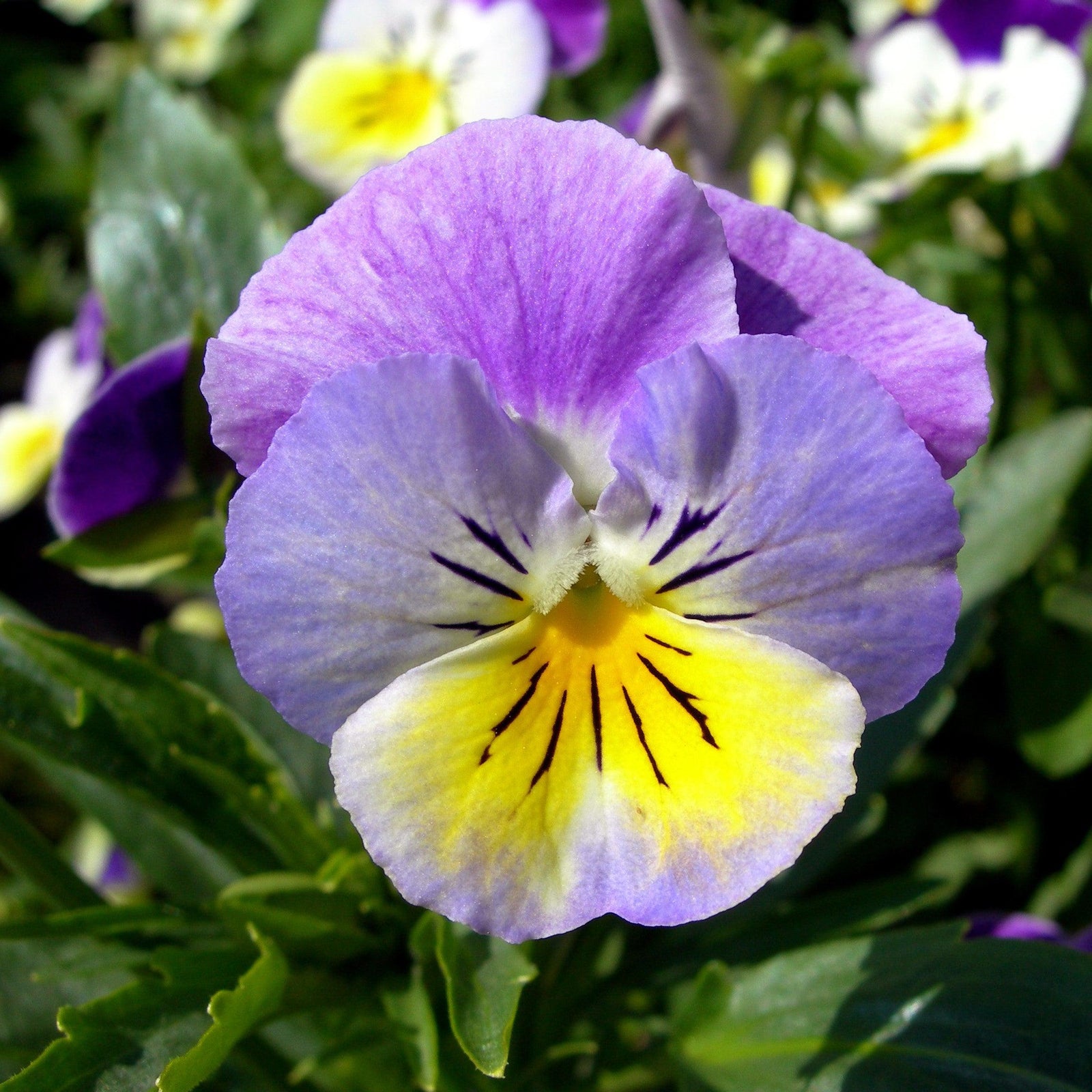 Viola x wittrockiana 'Cool Wave Blueberry Swirl' ~ Cool Wave® Blueberry Swirl Pansy-ServeScape