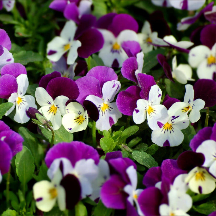 Viola cornuta 'Admire White Purple Wing' ~ Admire® White Purple Wing Viola-ServeScape