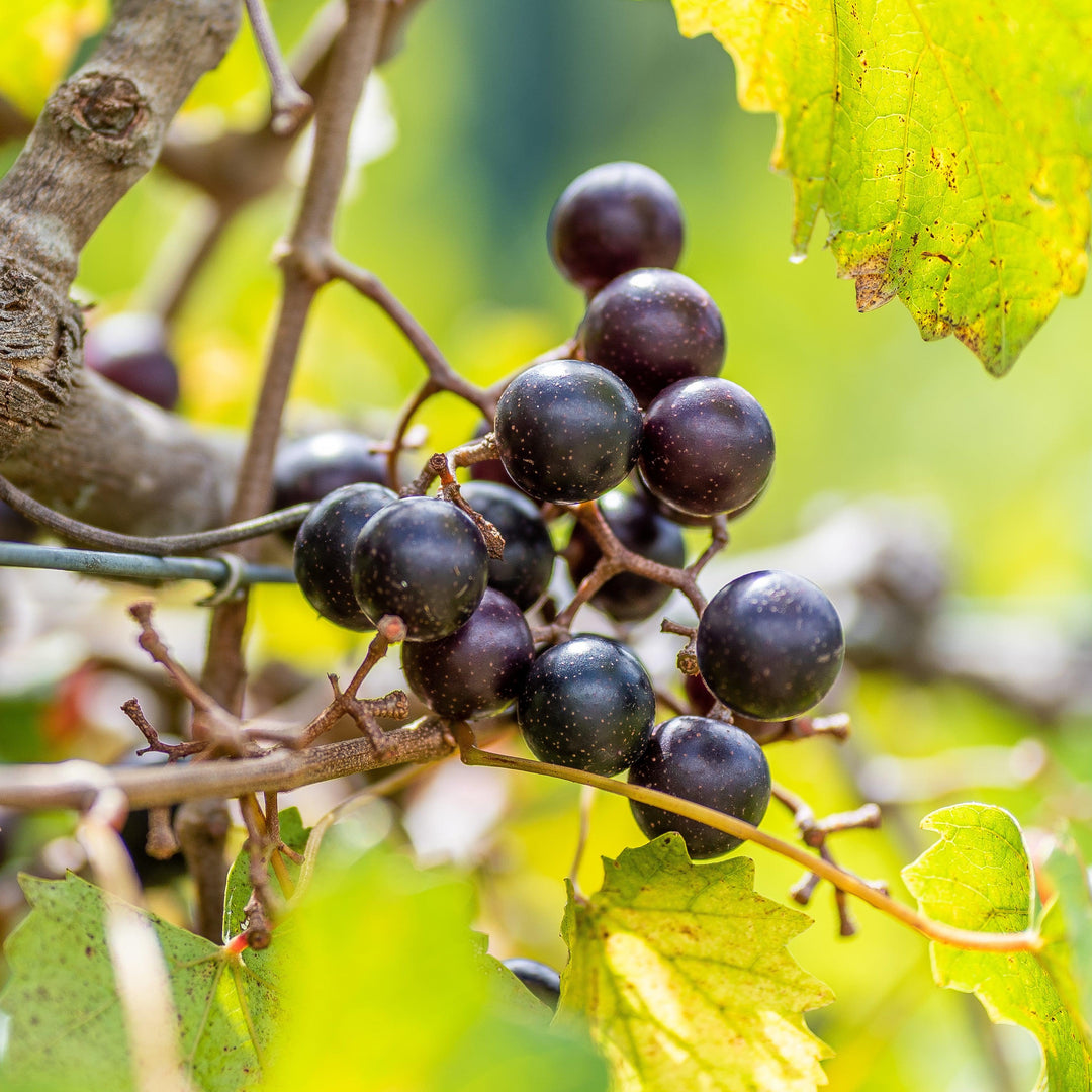 Vitis rotundifolia 'Noble' ~ Noble Muscadine-ServeScape