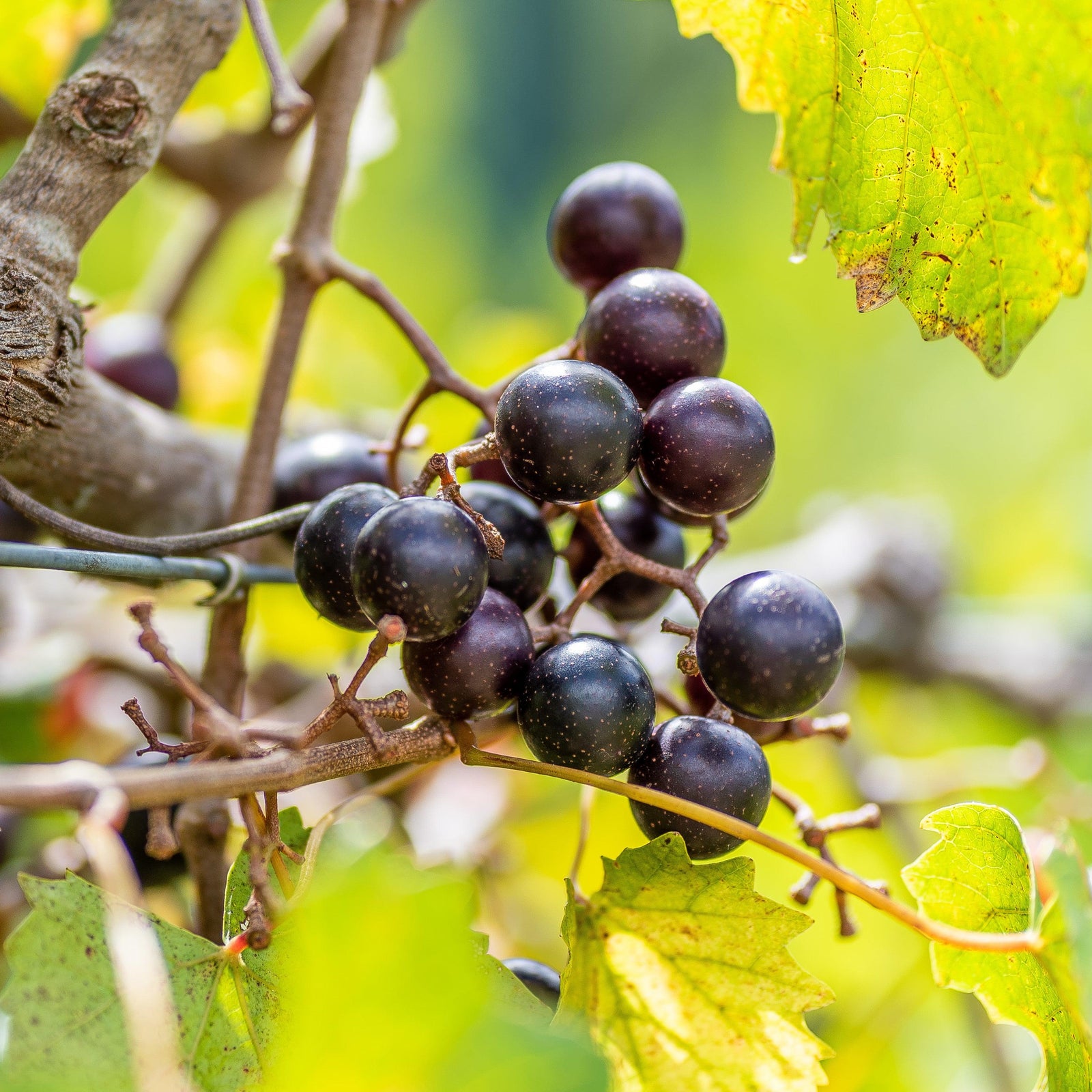 Vitis rotundifolia 'Noble' ~ Noble Muscadine-ServeScape