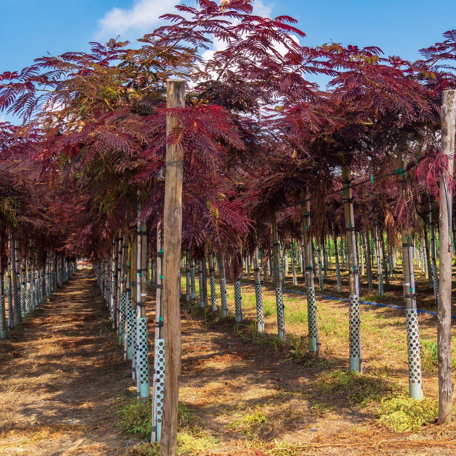 Albizia julibrissin ‘Evey’s Pride’ ~ Every's Pride Mimosa Tree-ServeScape