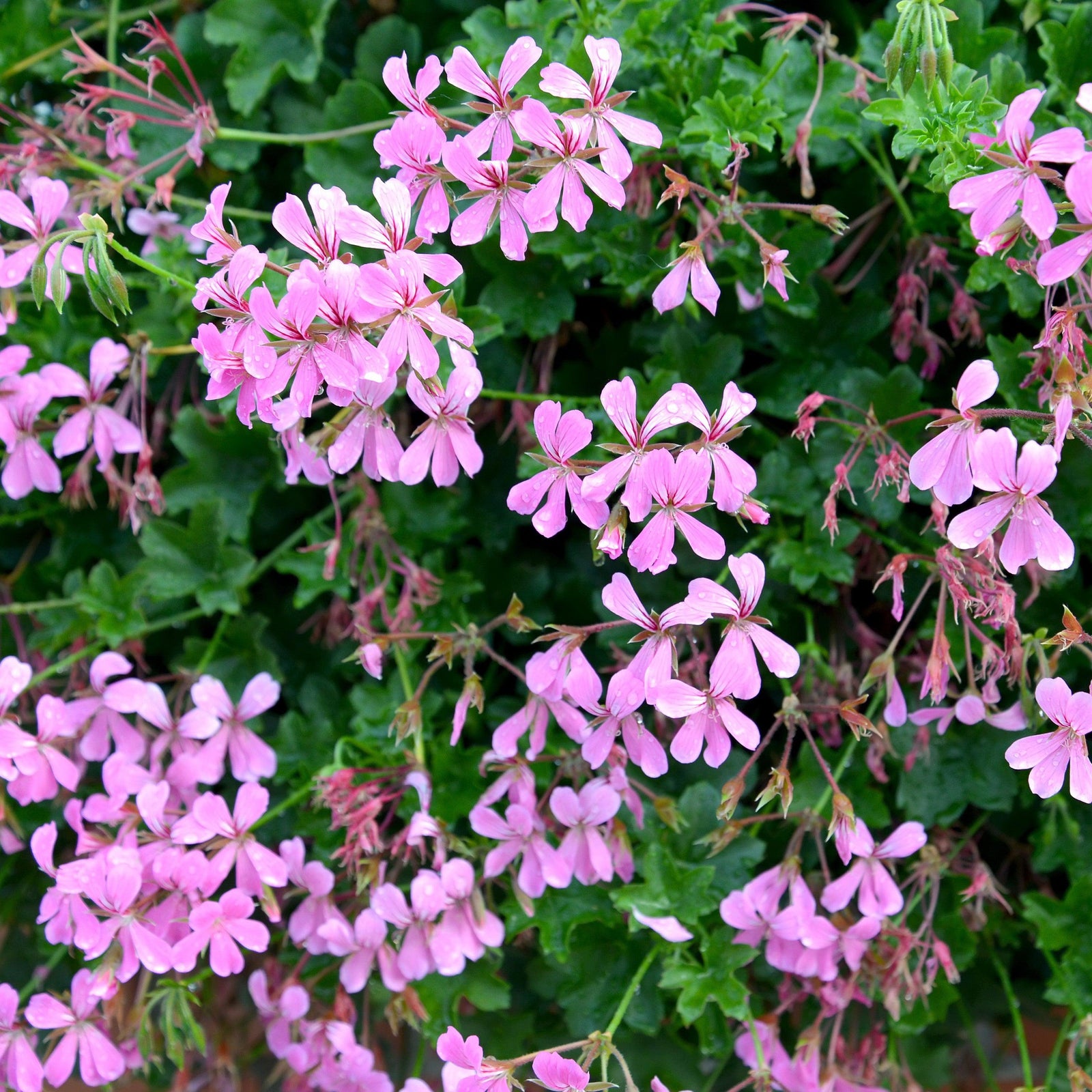 Pelargonium peltatum 'Blizzard Blue' ~ Blizzard® Blue Ivy Geranium-ServeScape
