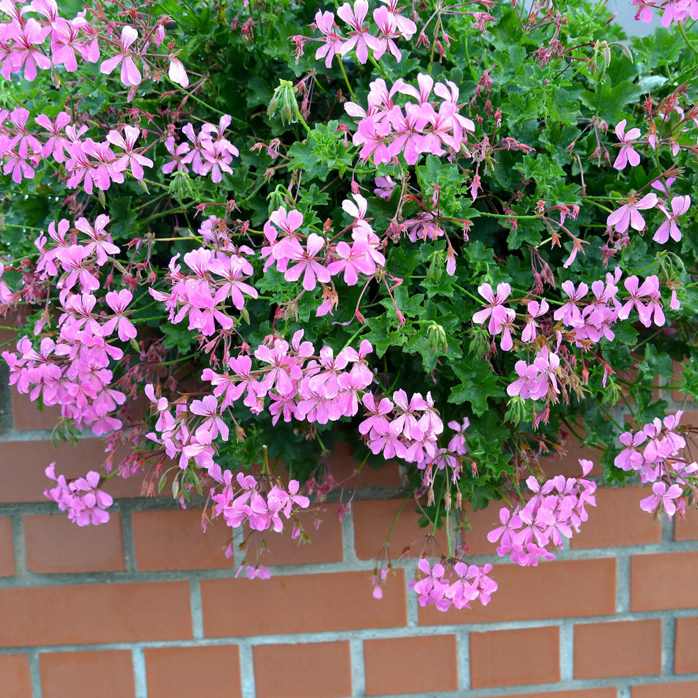 Pelargonium peltatum 'Blizzard Blue' ~ Blizzard® Blue Ivy Geranium-ServeScape