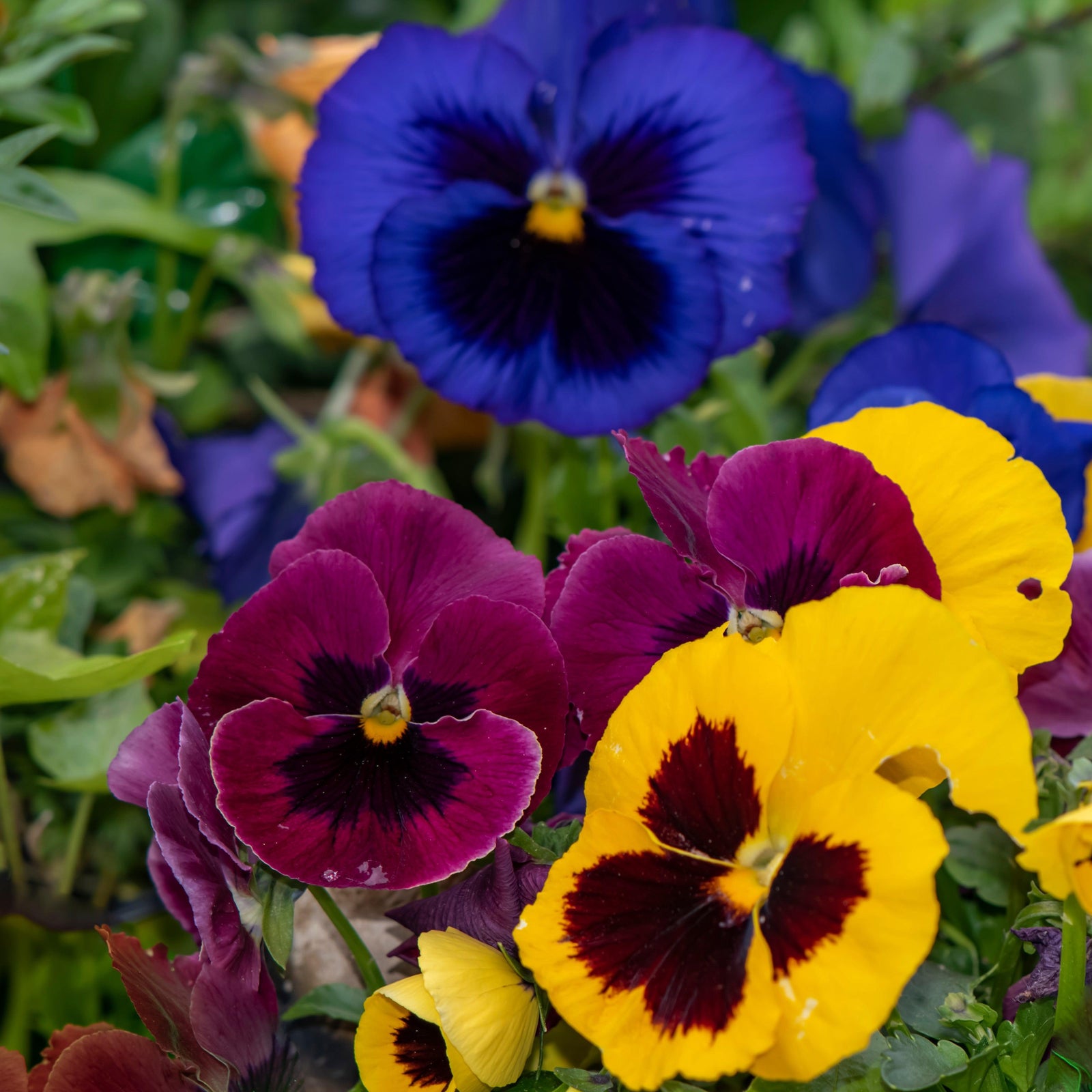 Viola x wittrockiana 'Inspire Deluxxe Blotch Mix' ~ Inspire® Deluxxe Blotch Mix Pansy-ServeScape