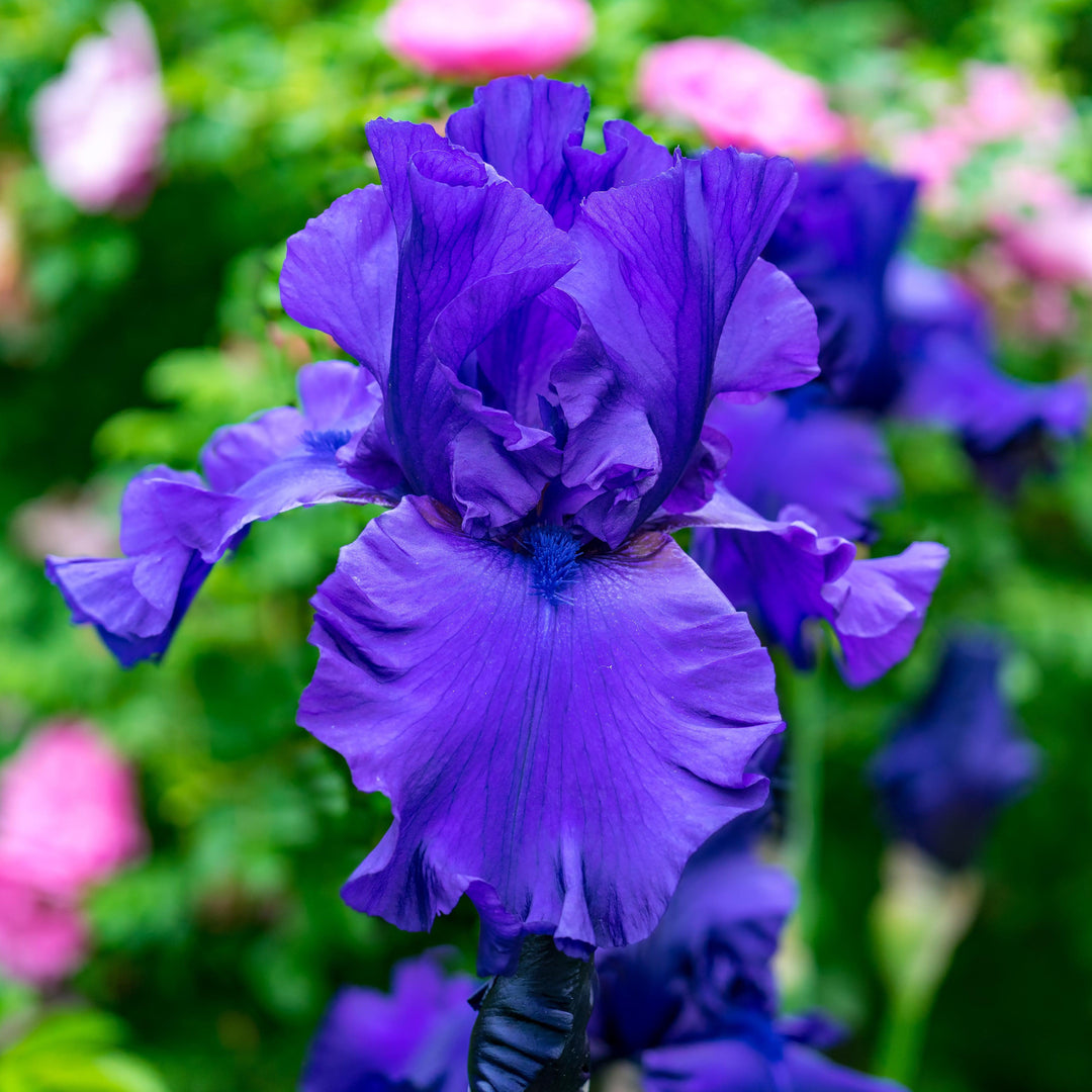 Iris germanica 'Breakers' ~ Breakers Bearded Iris-ServeScape